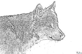 wolf Ibe Ndị Nwere Agba Agba